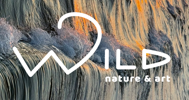 WILD nature & art logo